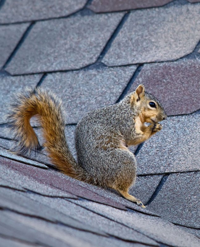 rodent in attic